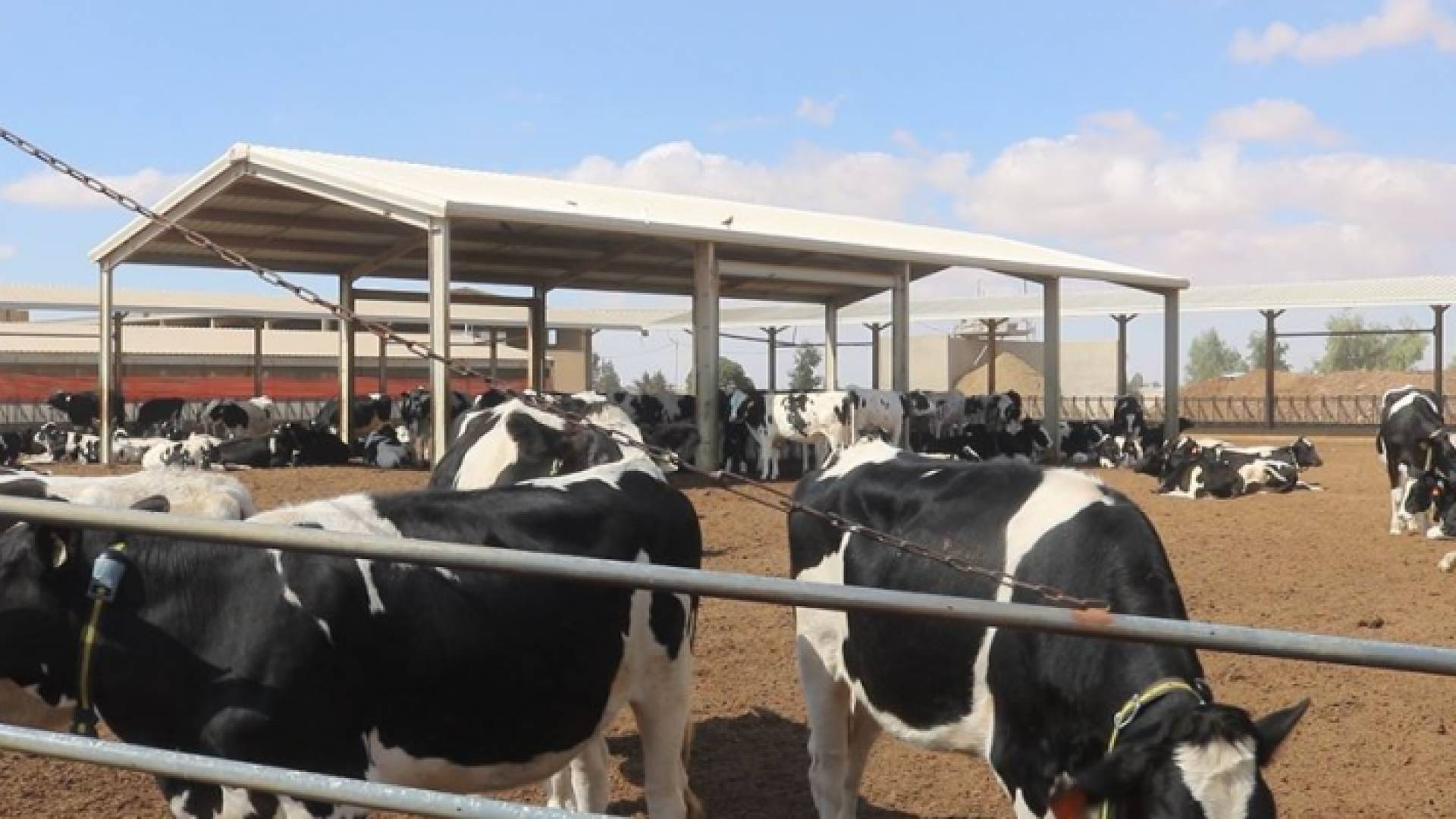 90 ألف رأس بقر في الأردن تنتج 900 طن من الحليب الطازج
