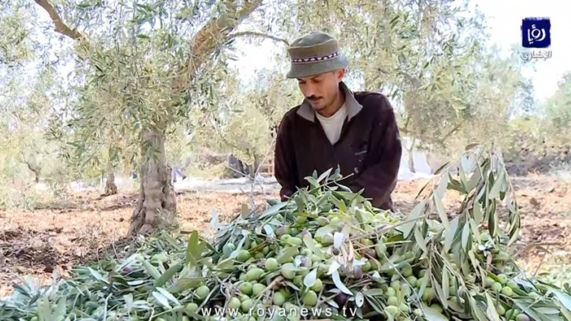 موسم الزيتون في الأردن بين الماضي والحاضر