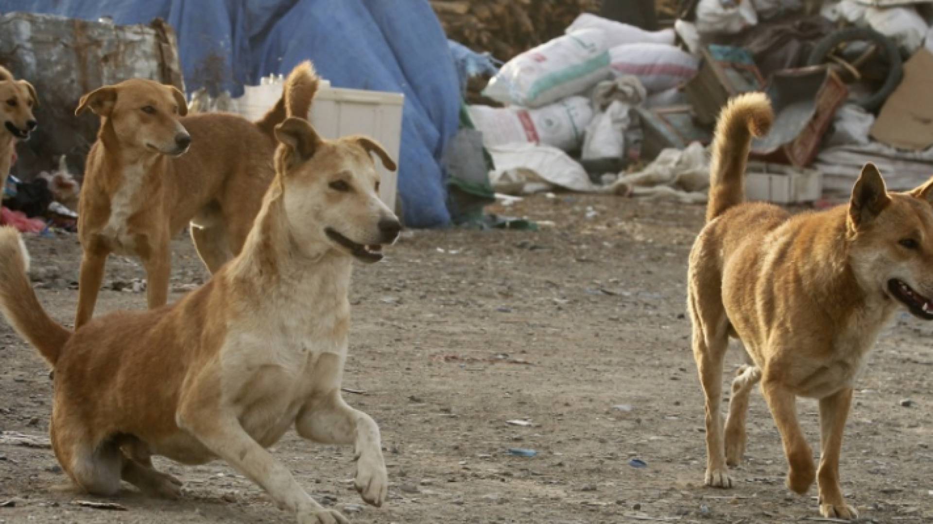 كلاب ضالة - أرشيفية