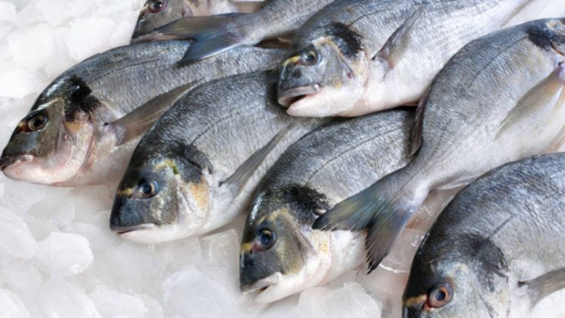 أسماك - تعبيرية