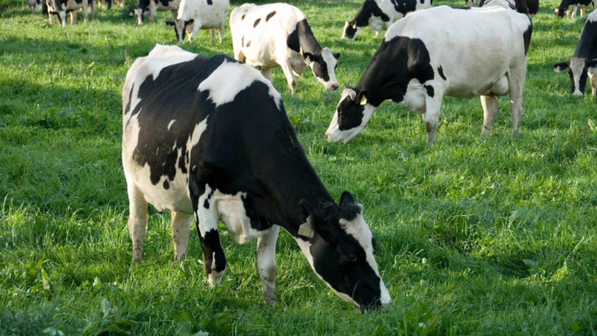 ابقار - ارشيفية