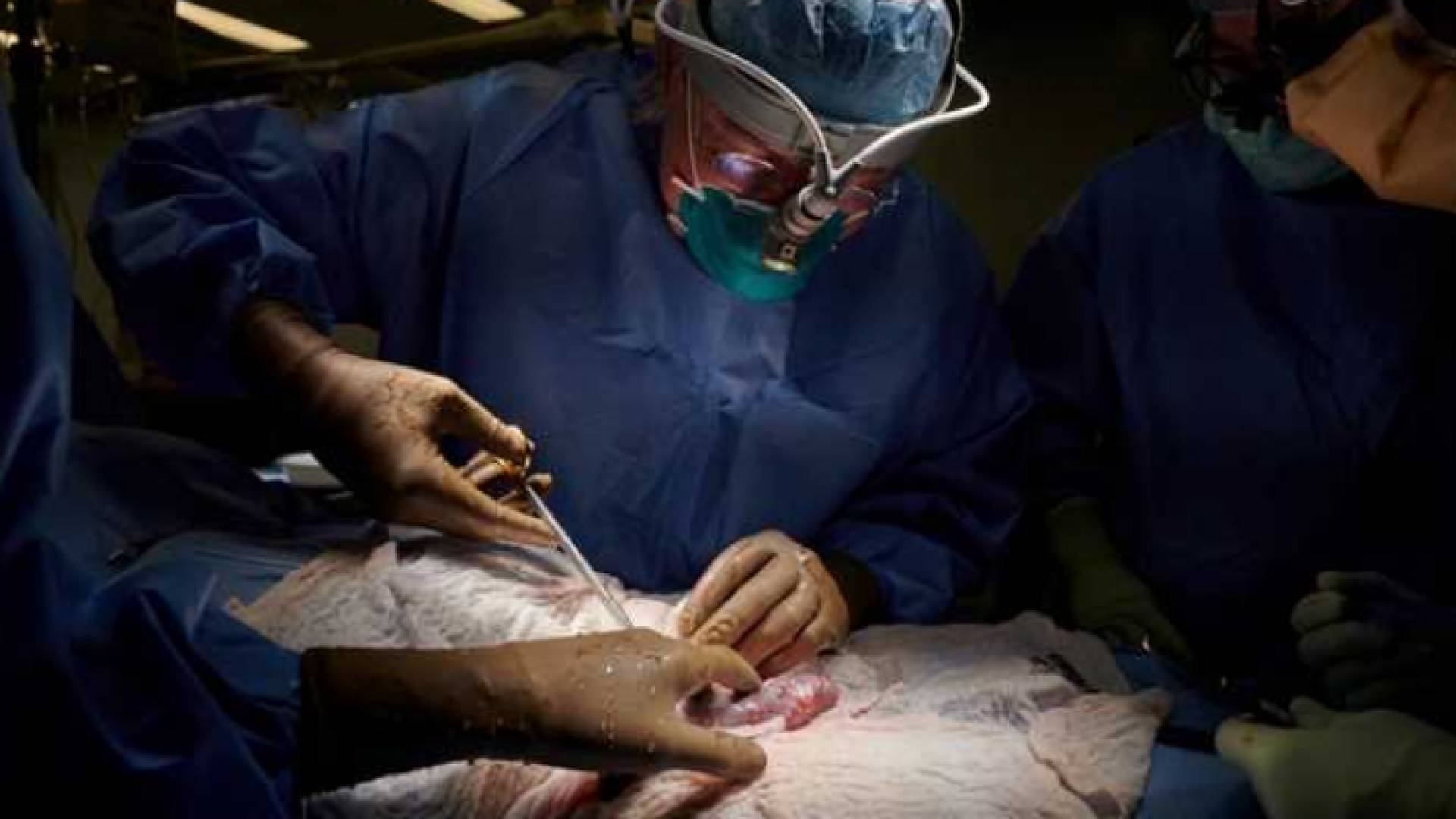 الصورة خلال إجراء العملية الجراحية