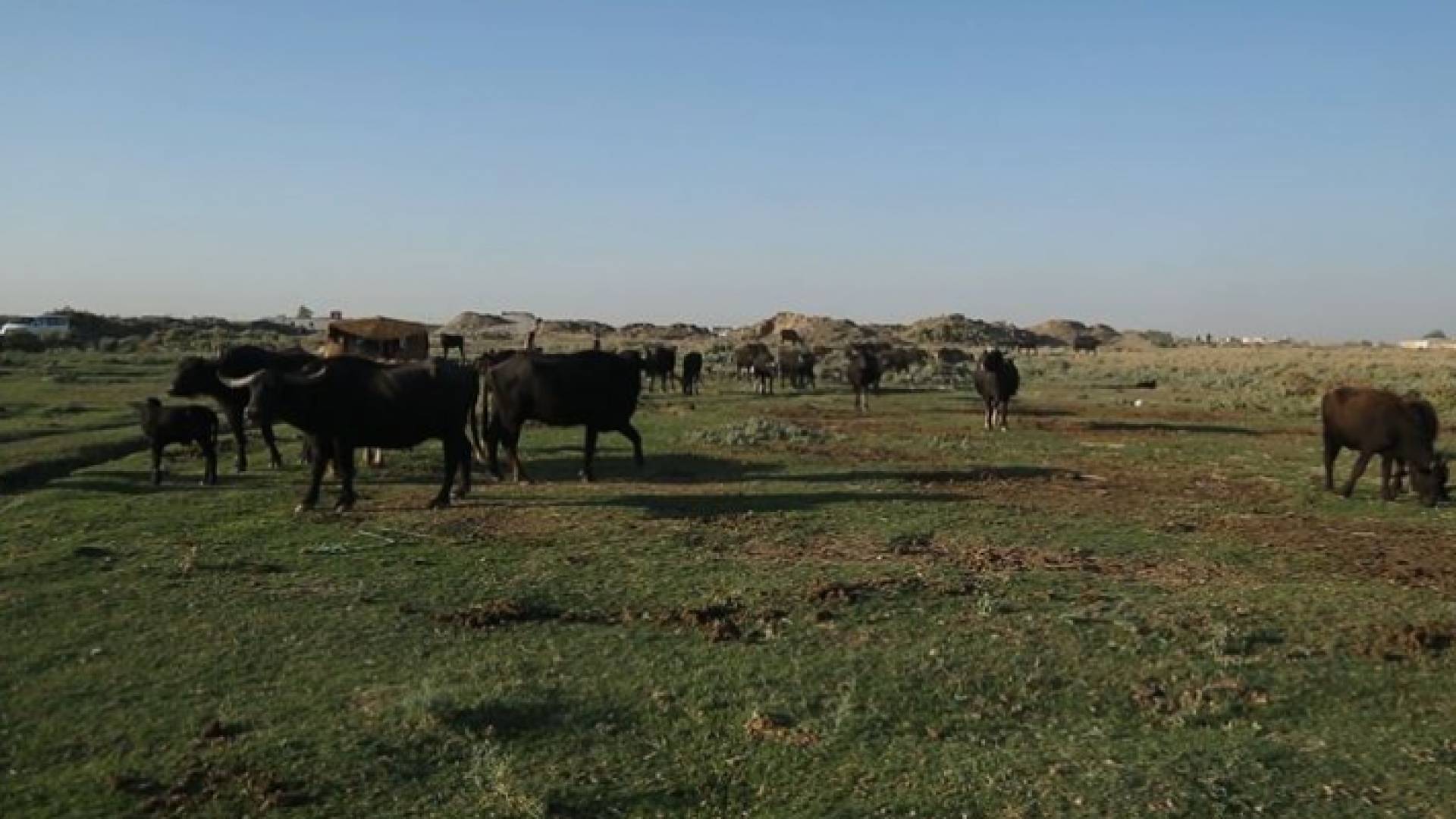 تربية الجواميس في سوريا مصدر دخل بسيط وروثها يستخدم في التدفئة والطبخ