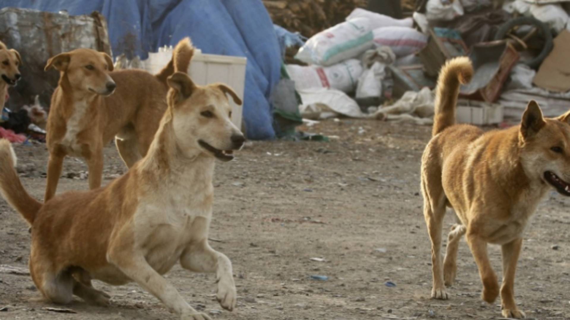 كلاب ضالة - أرشيفية