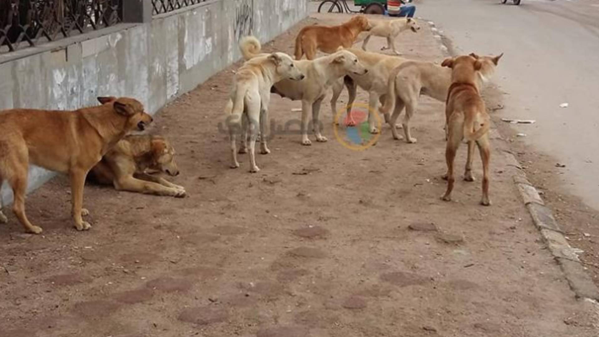 كلاب ضالة - ارشيفية