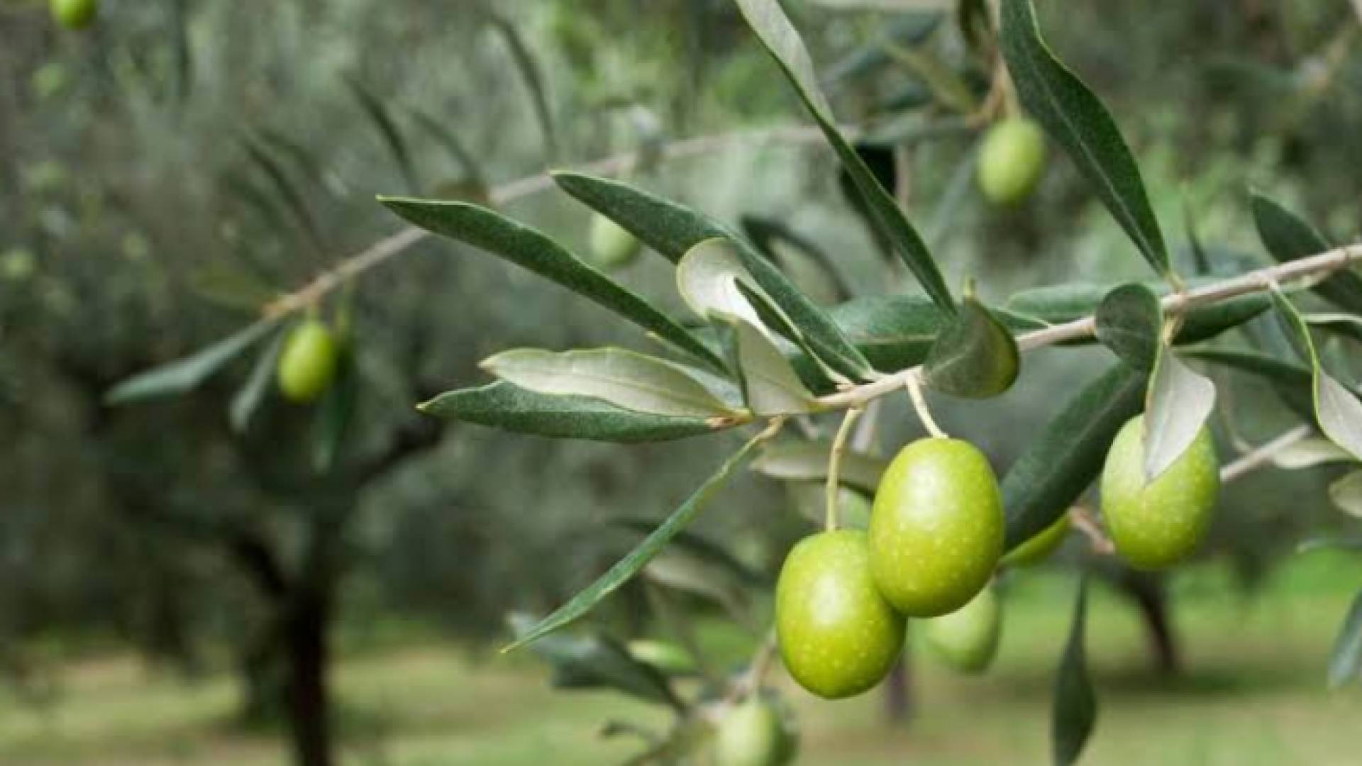 شجرة زيتون - ارشيفية