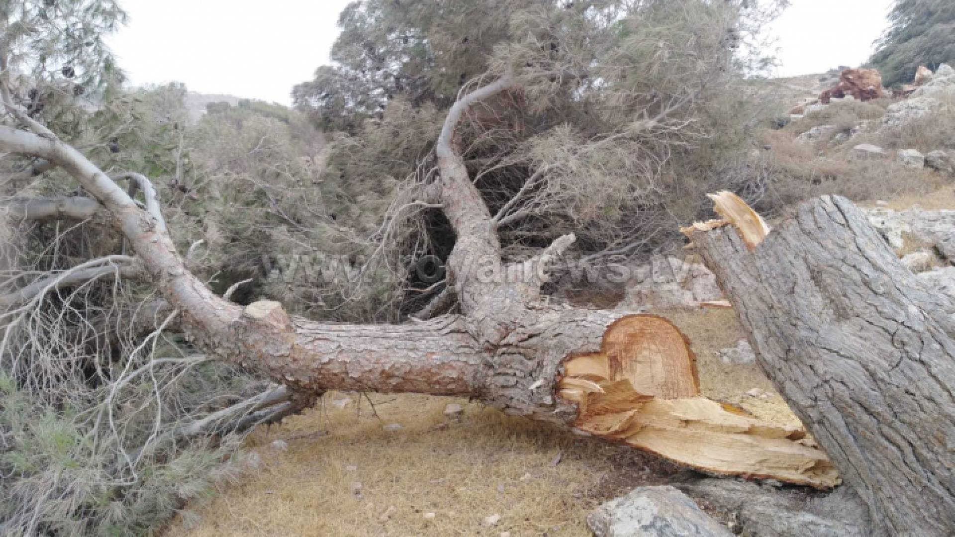 مشهد مؤلم لأشجار معمرة مقطوعة في قرية صمد باربد