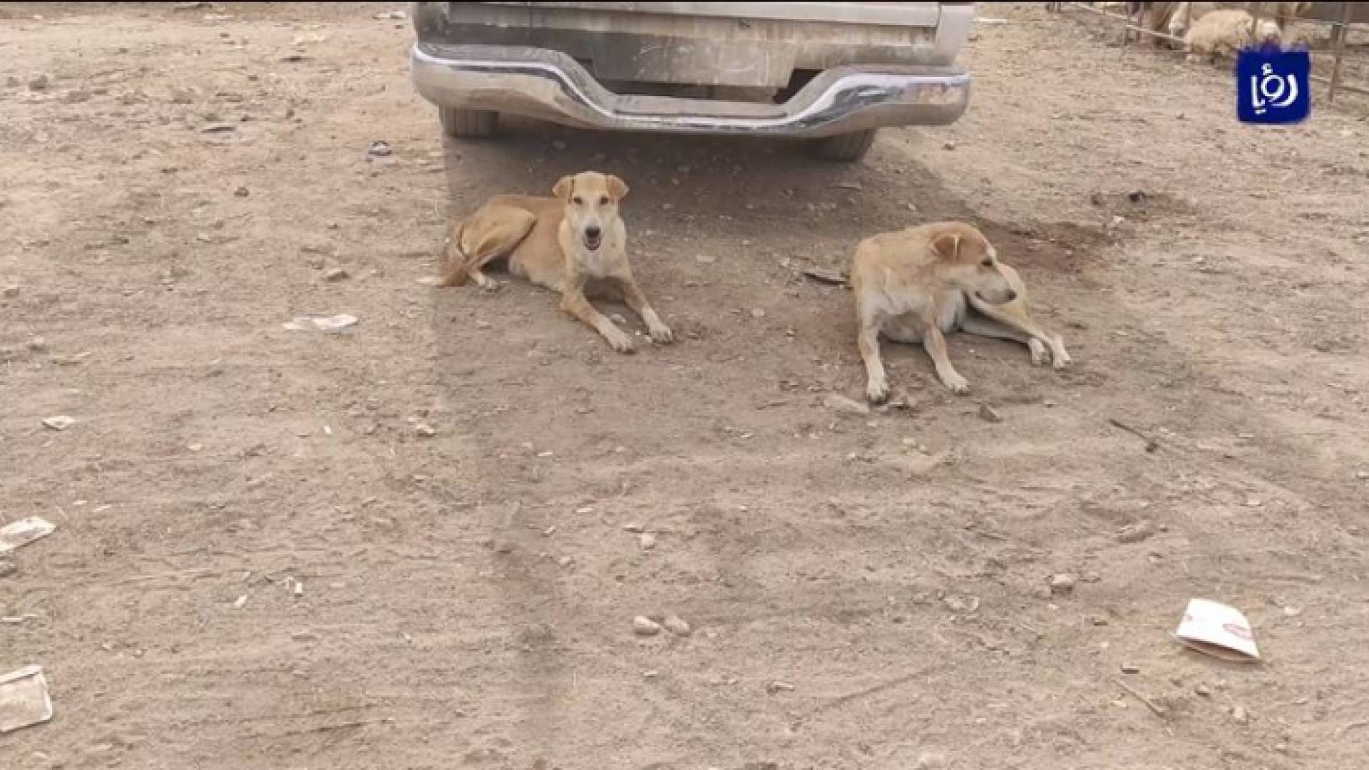 الكلاب الضالة .. خطر يعيشه المواطنون كل يوم في مادبا