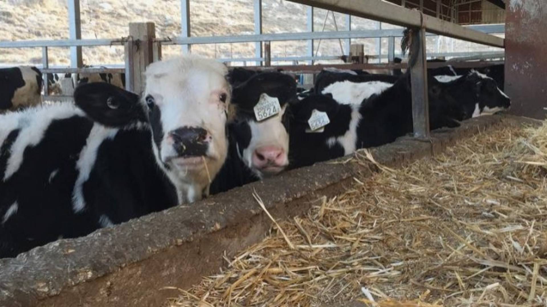 عجول - صورة ارشيفية