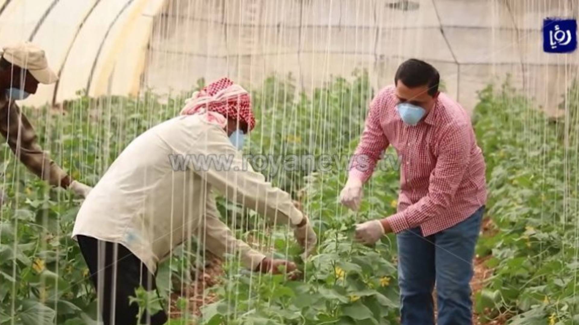 الزراعة في الأردن