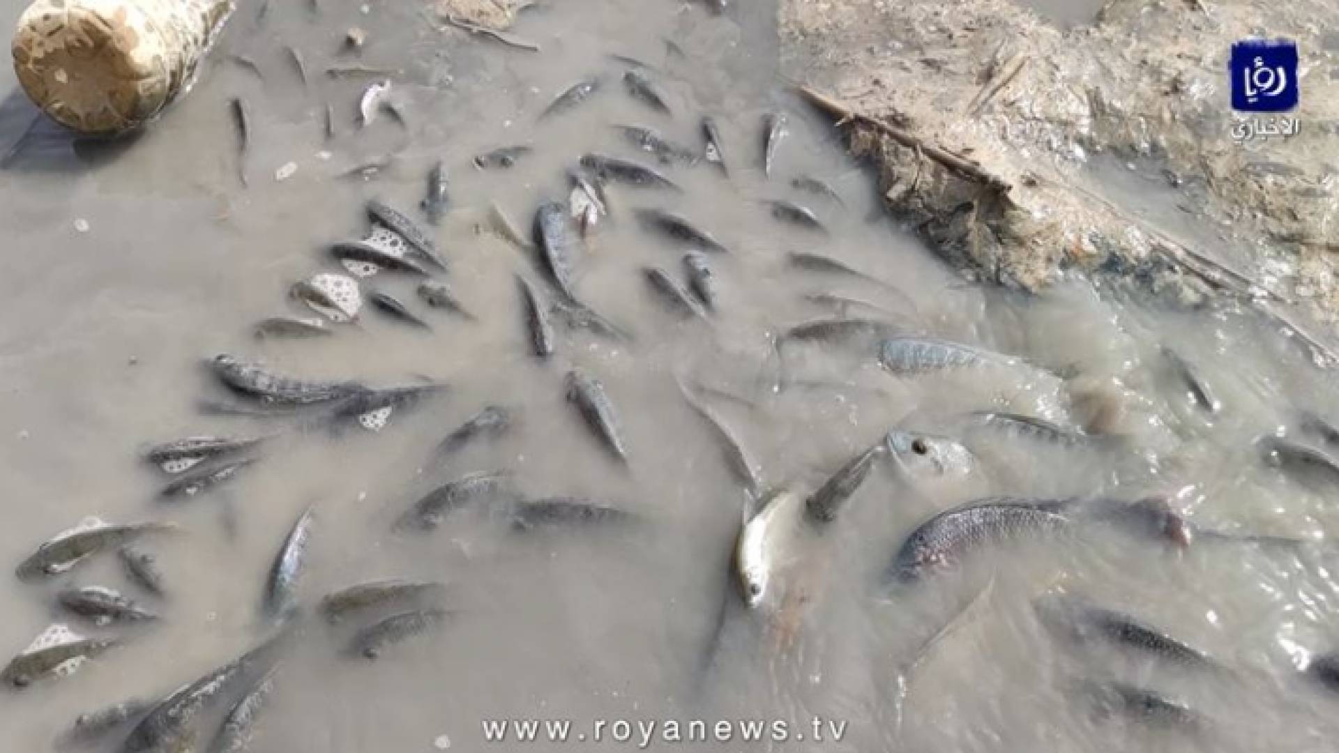 نفوق أعداد كبيرة من الأسماك في سد الموجب بشكل مفاجئ