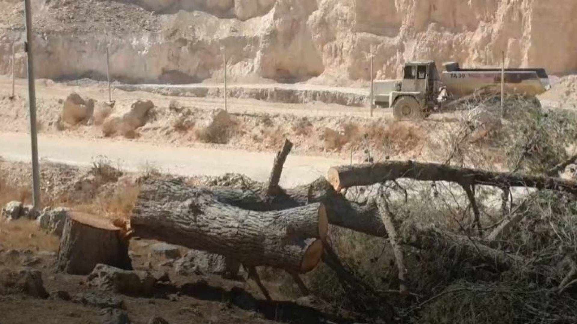 مشهد مؤلم لأشجار معمرة مقطوعة في منطقة الكسارات في صمد باربد