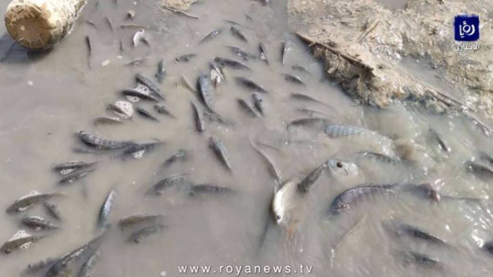 شاهين لرؤيا: عدد الأسماك التي نفقت في الوالة والموجب نحو 8 ملايين سمكة
