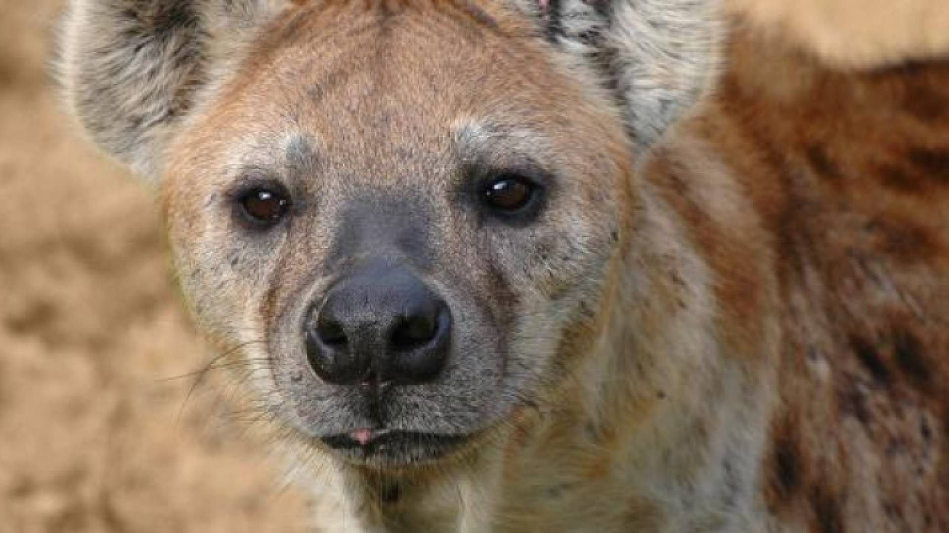 حيوان الضبع - ارشيفية