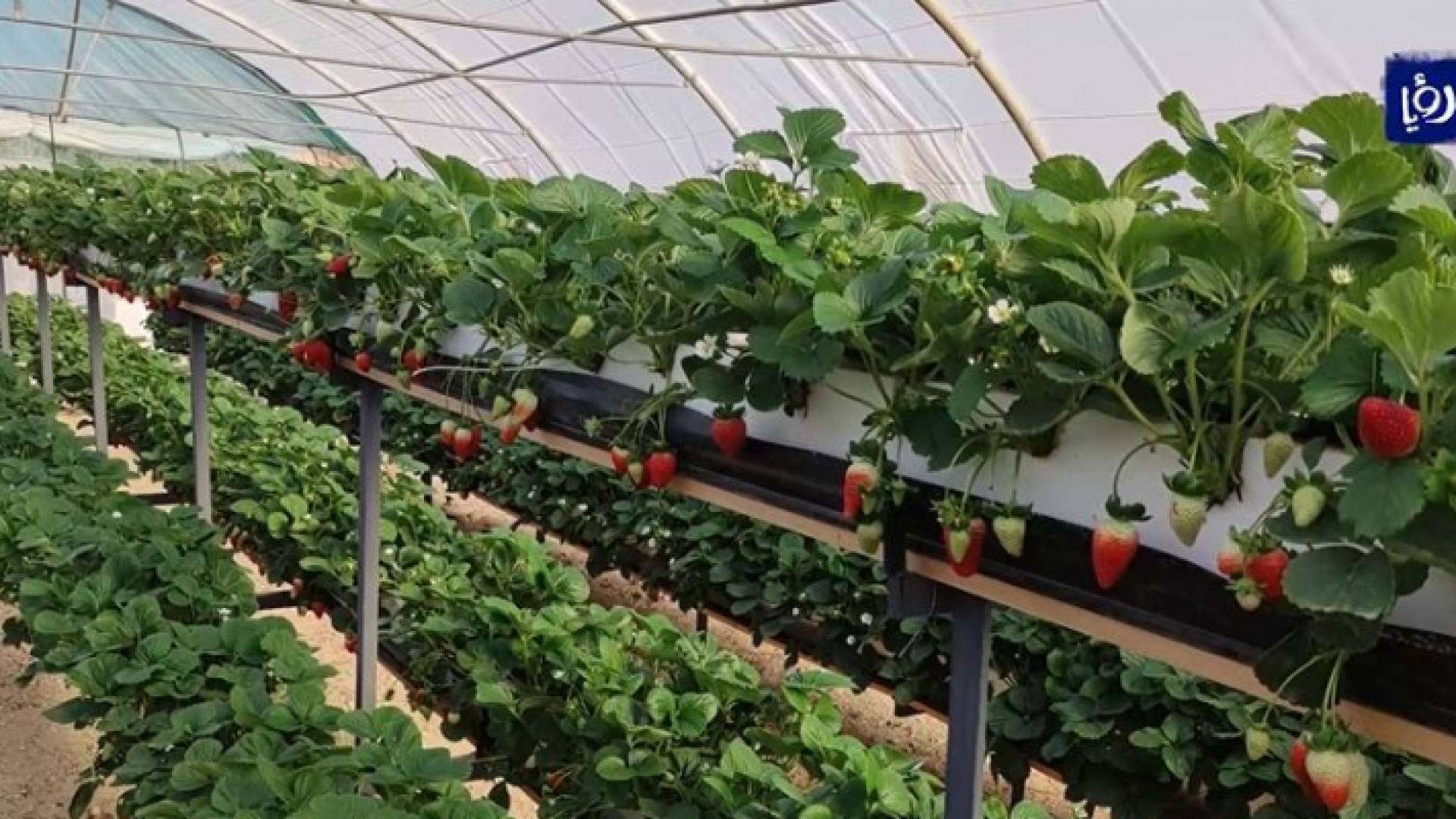 مشروع زراعي وسمكي يضاعف الإنتاج ويوفر المياه بنسبة كبيرة