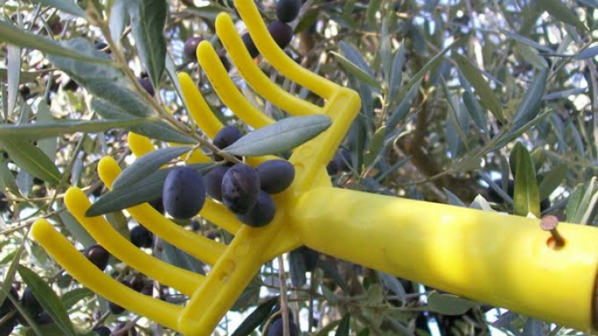 شجرة زيتون - ارشيفية