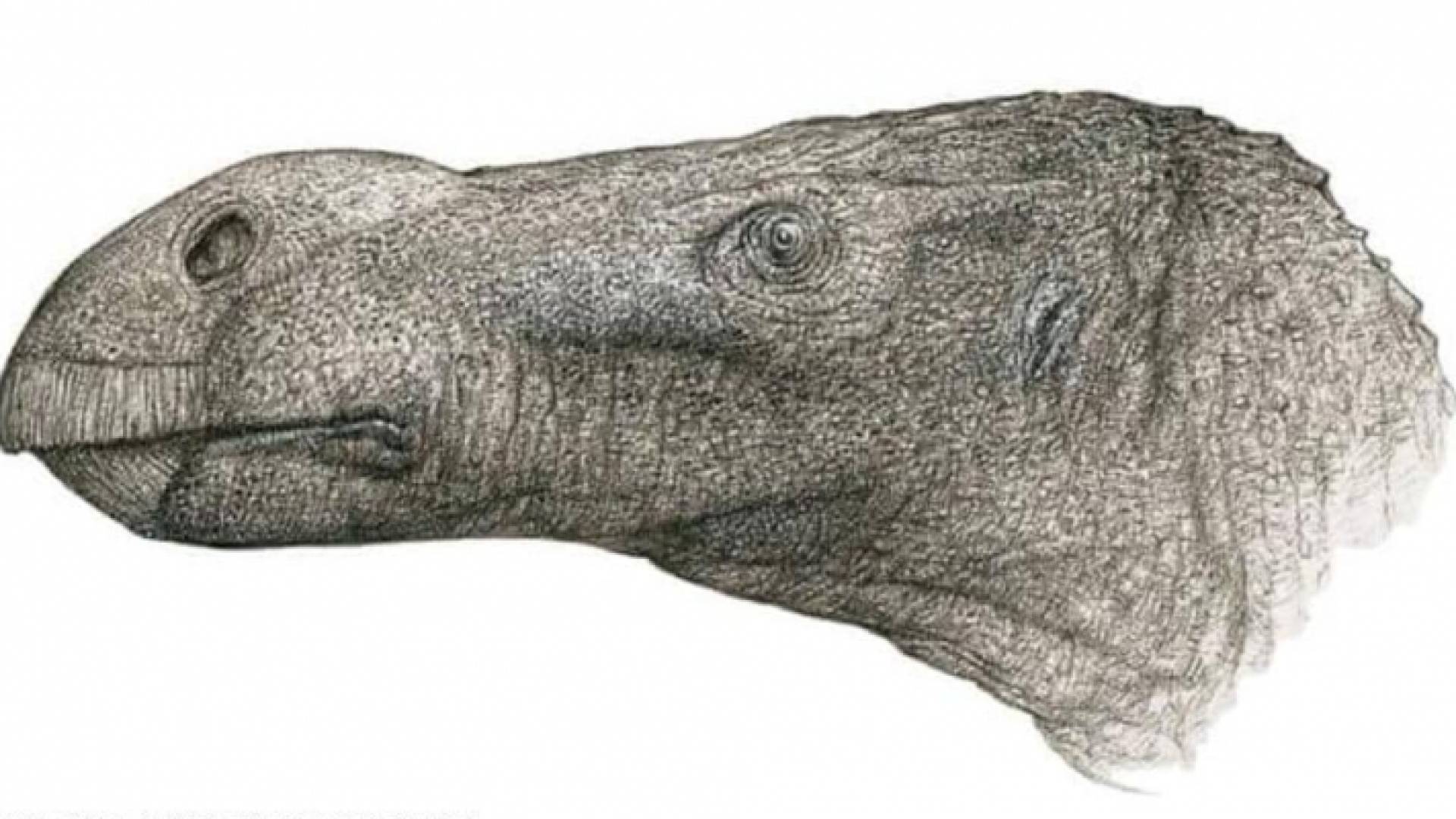 صورة توضح شكل الديناصور المكتشف