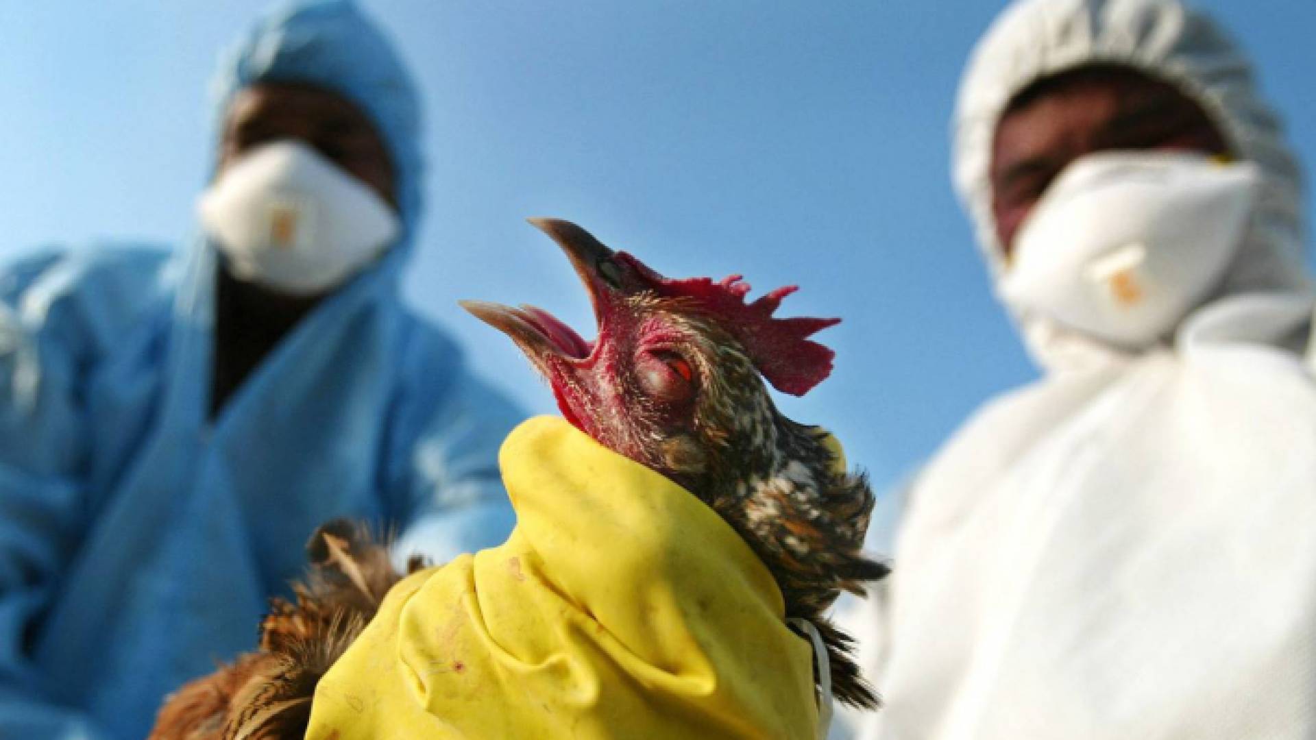 الفيروس يمكن أن ينتقل من الطيور للإنسان