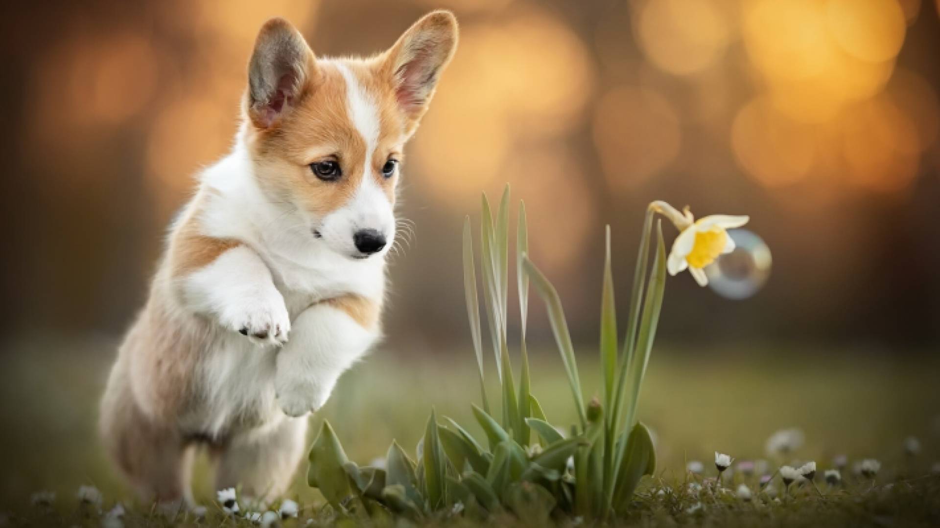 كلب من فصيلة كورجي