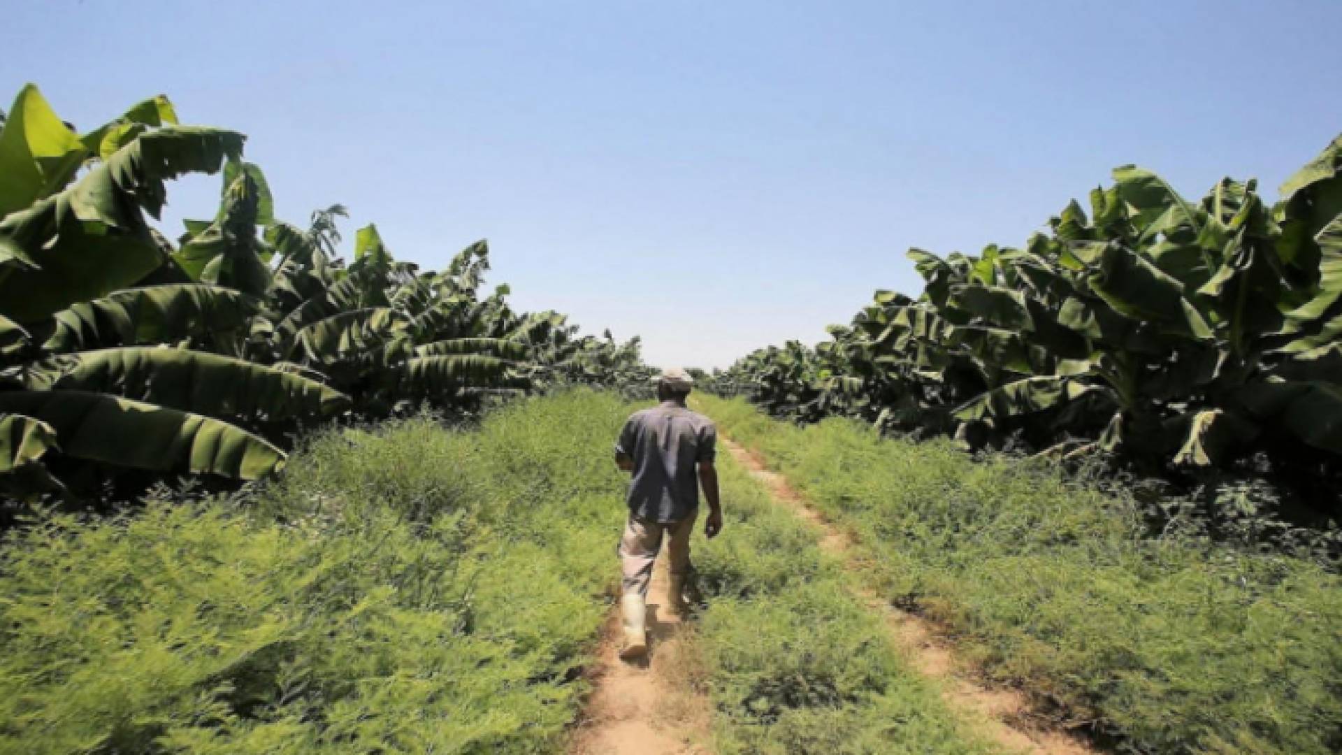 أرض زراعية - ارشيفية