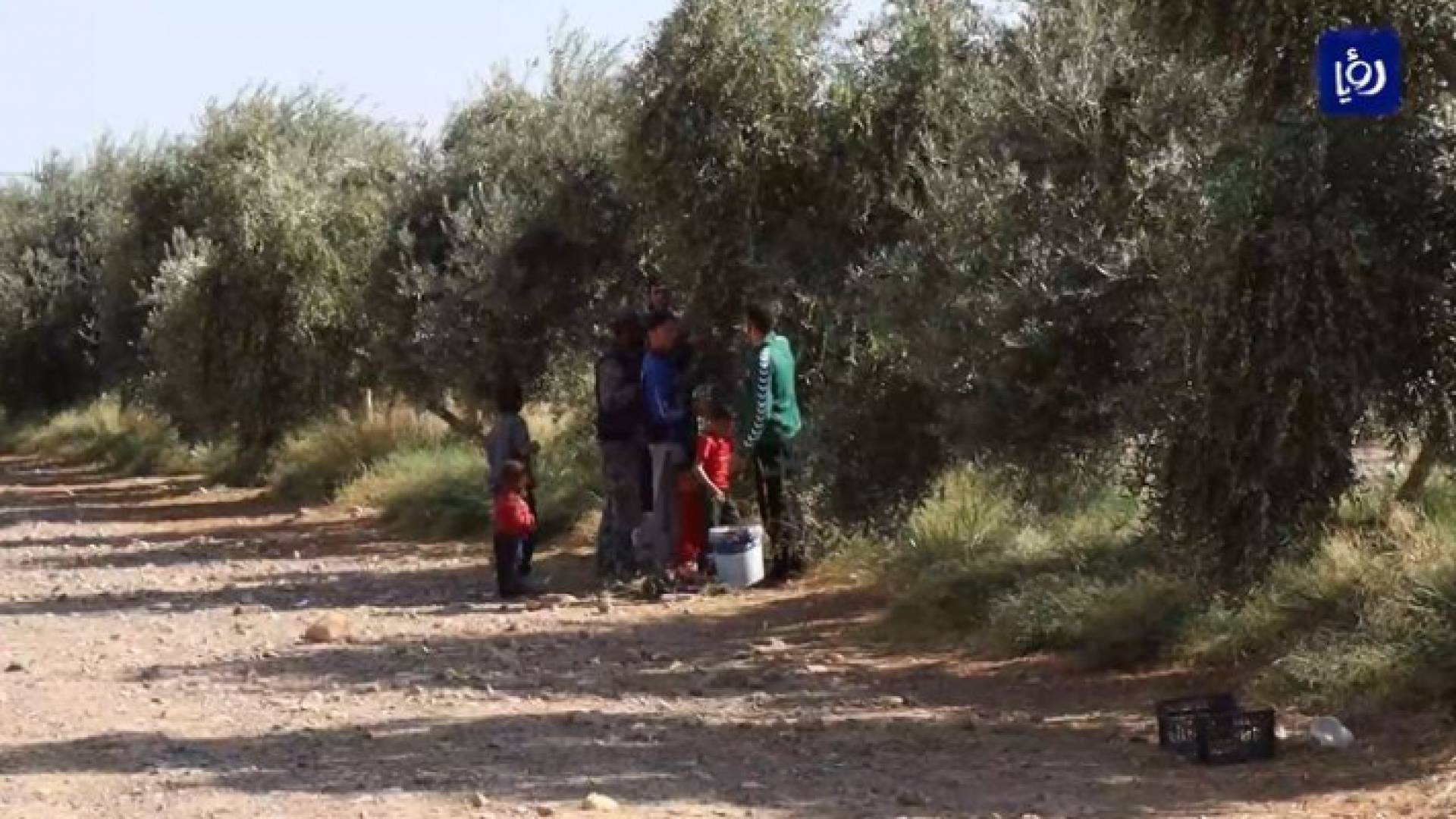 موسم الزيتون .. ضيف محبوب عند المزارعين