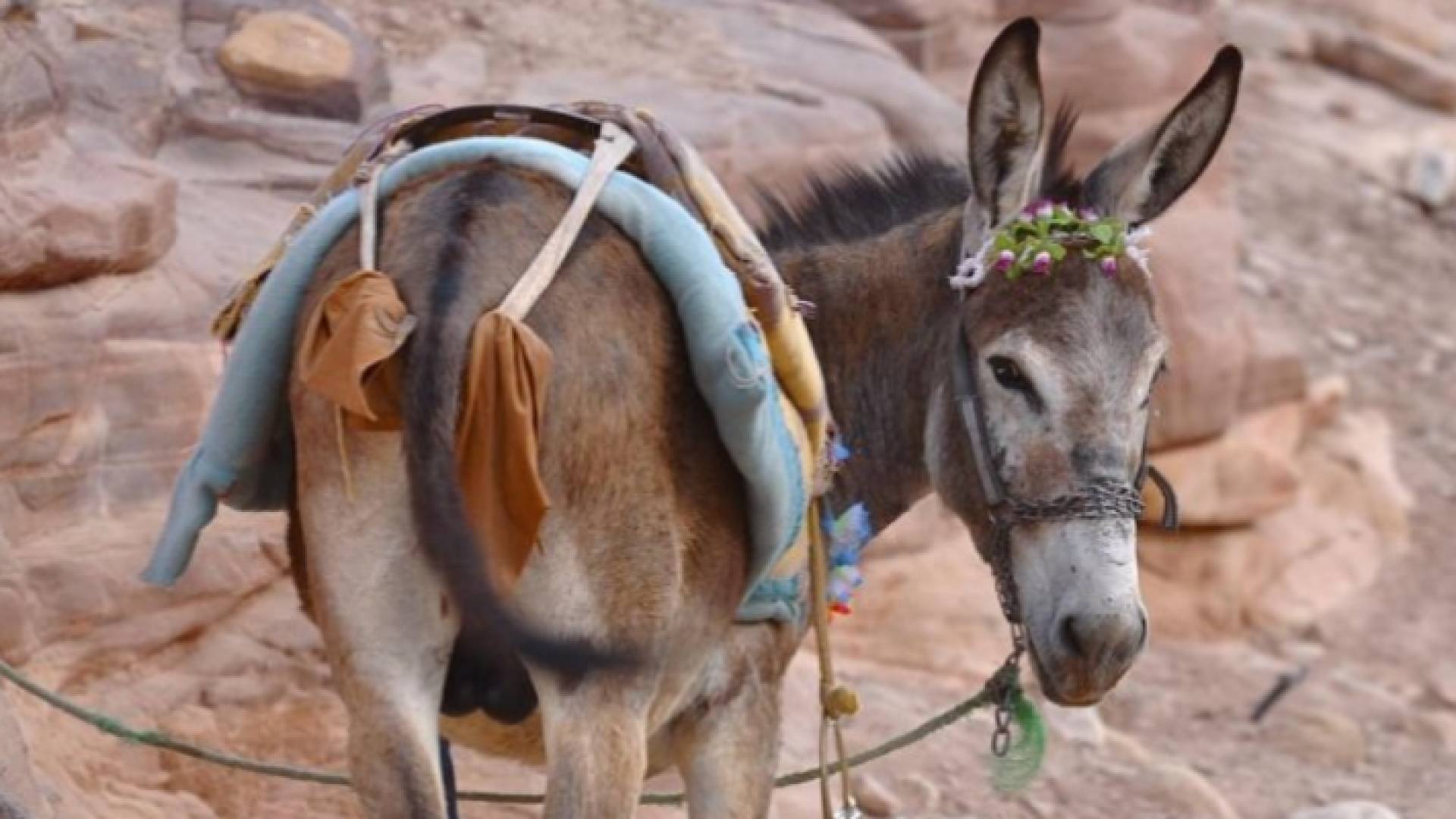 الغذاء والدواء: لا صحة لبيع لحوم حمير في منشآت