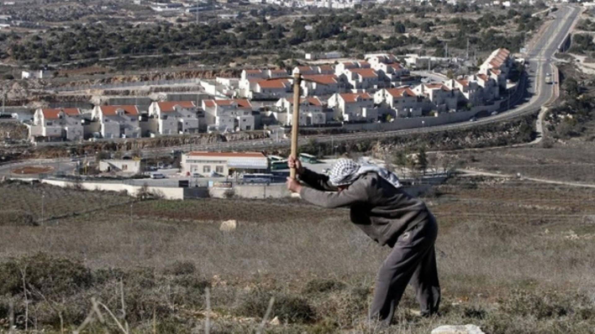 رجل فلسطيني يحرث أرضه مقابل مستوطنة