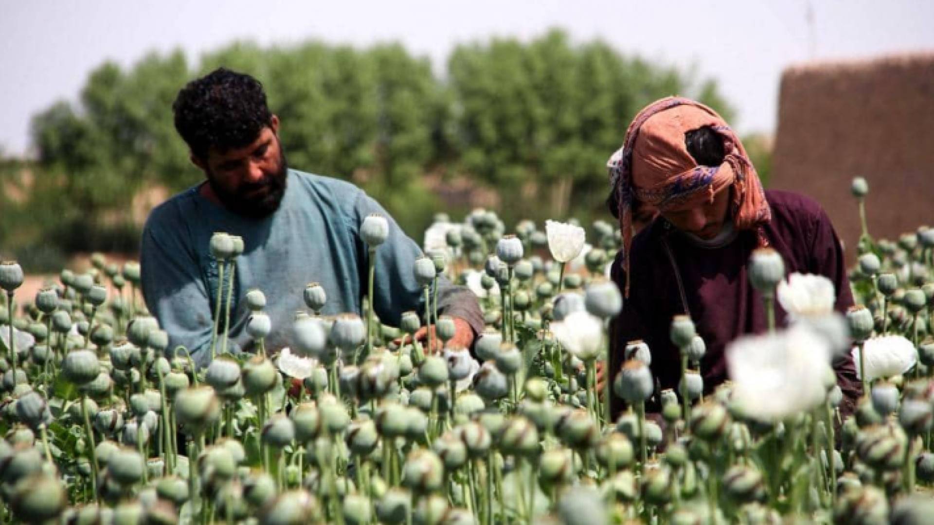 الأفيون بدل الفواكه.. مزارعو أفغانستان يغيرون إنتاجهم