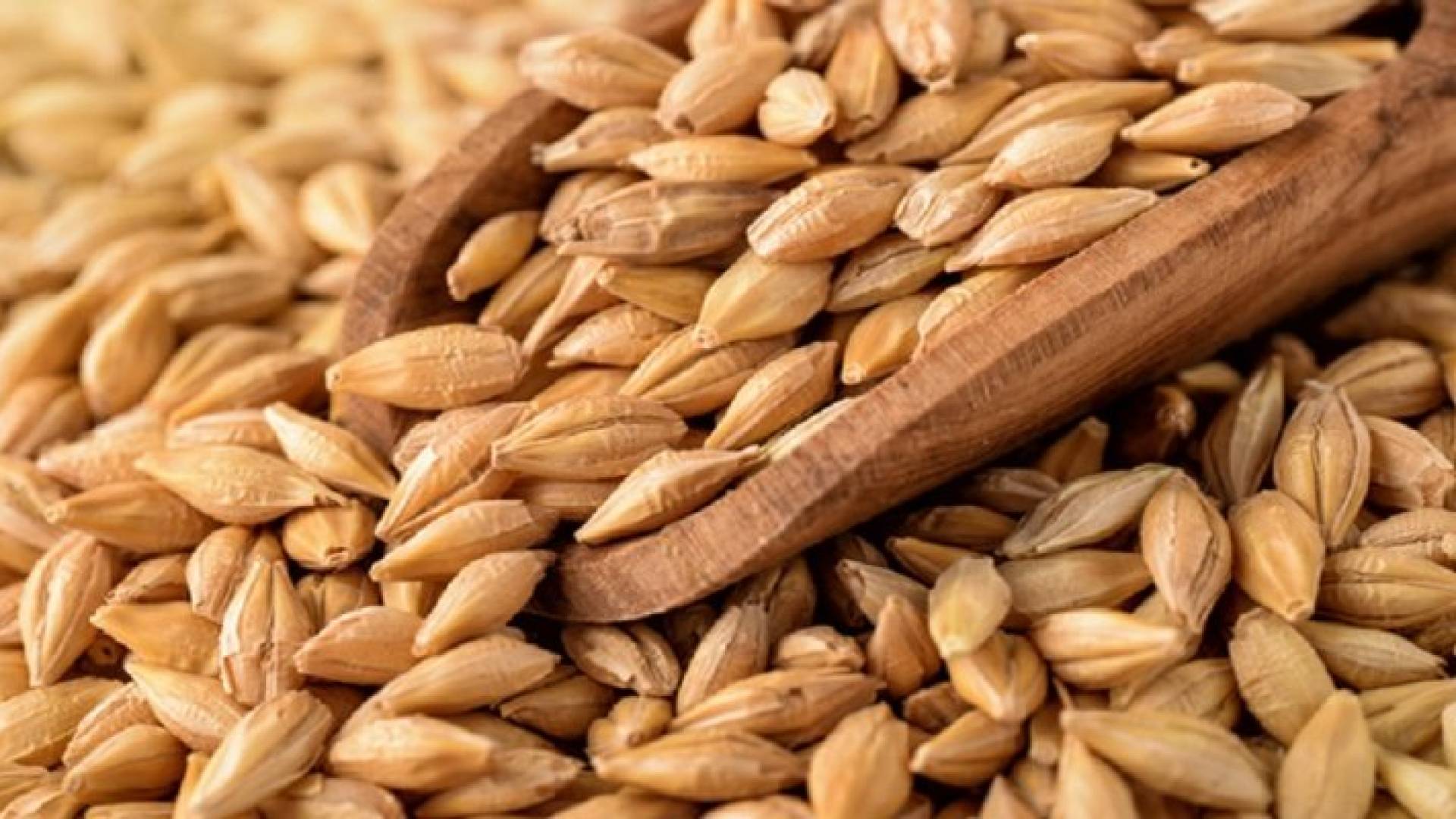 شعير - تعبيرية