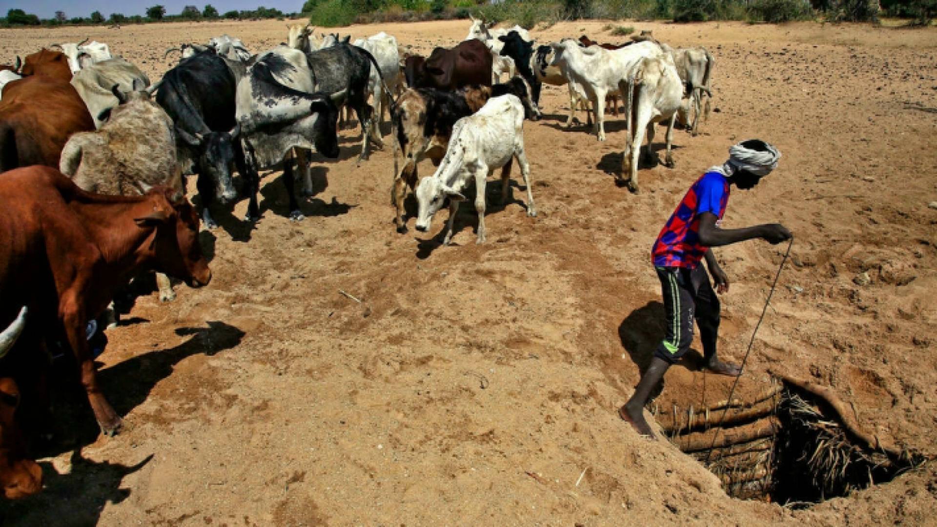 راعي ماشية في جنوب دارفور - أرشيفية