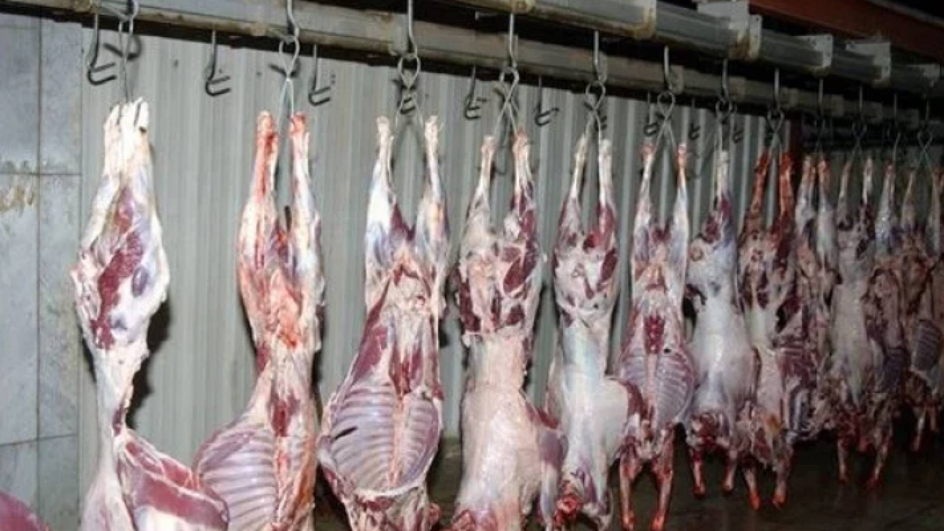 حمير مذبوحة - أرشيفية