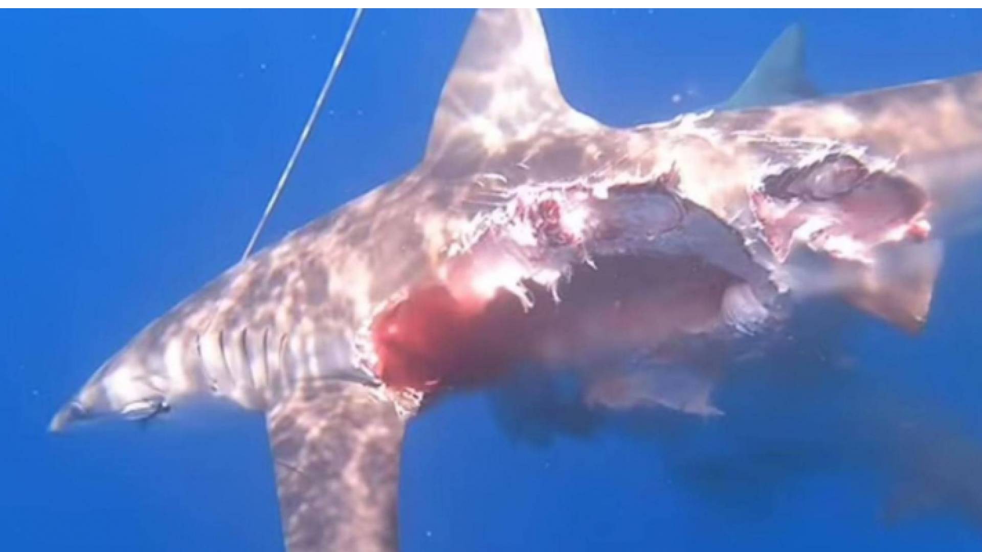 جانب من سمكة القرش