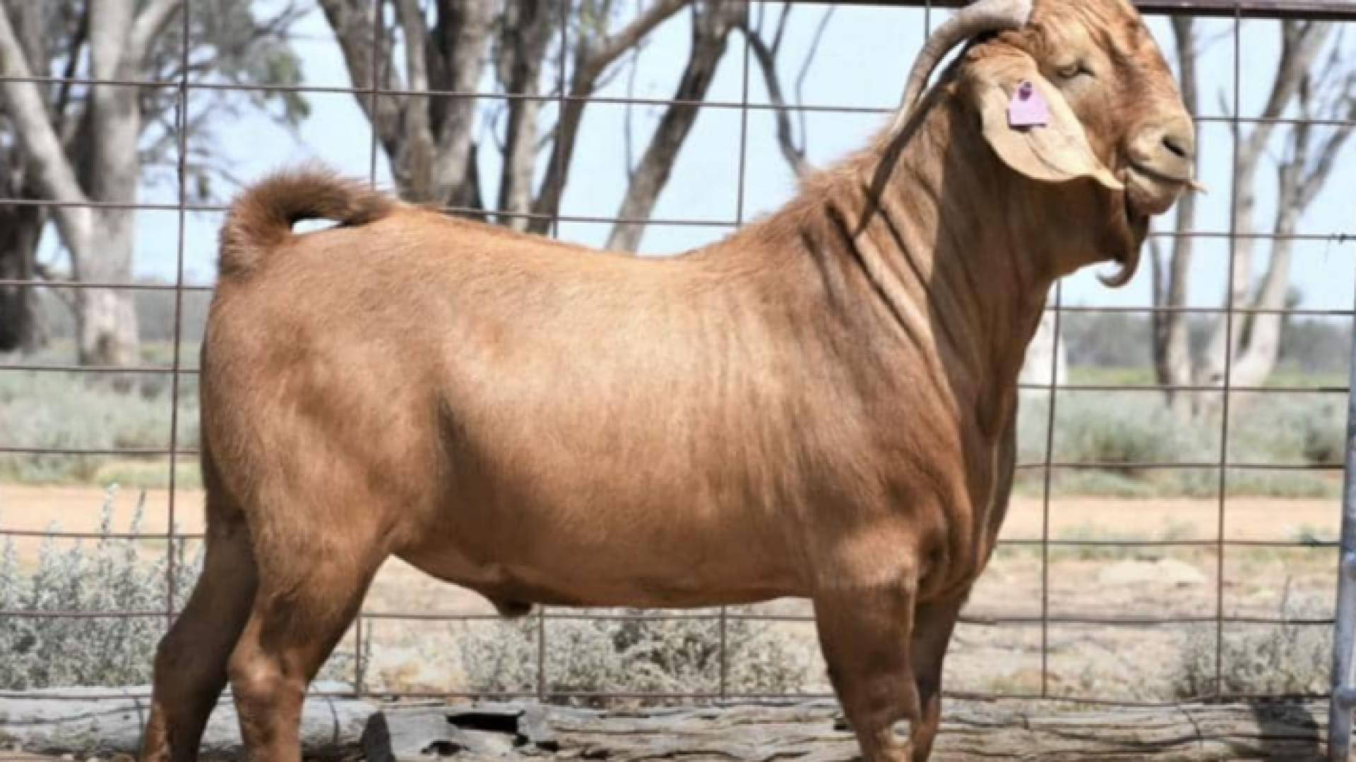 الأعلى قيمة.. الماعز "مراكش" يحطم الرقم القياسي في أستراليا