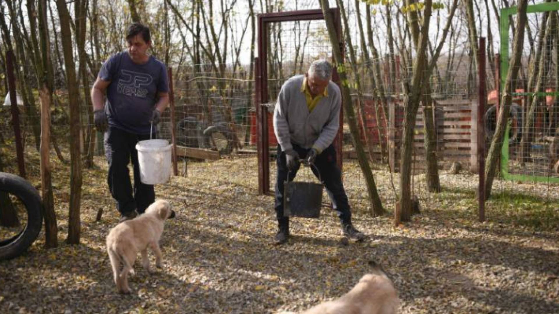 مساعدة الكلاب الضالة.. قضية وحدت ألبانيا وصربيا