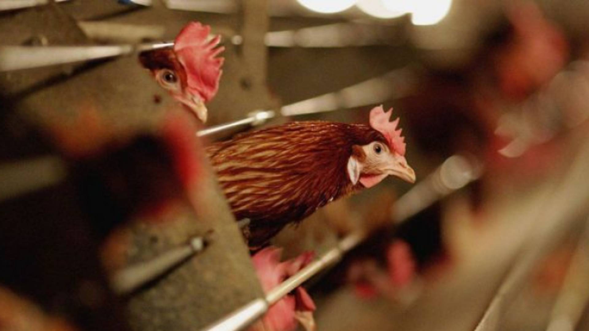 دجاج - تعبيرية