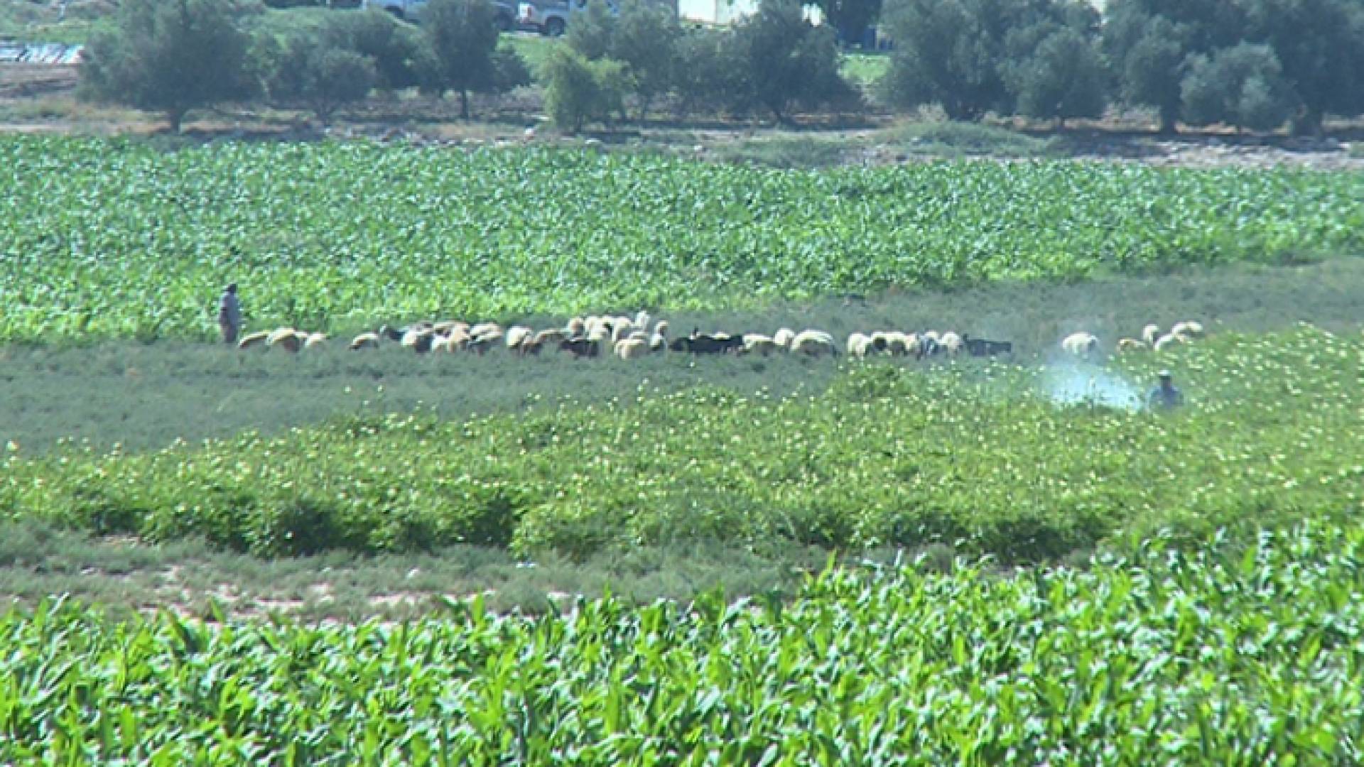 مزارعون في وادي الموجب