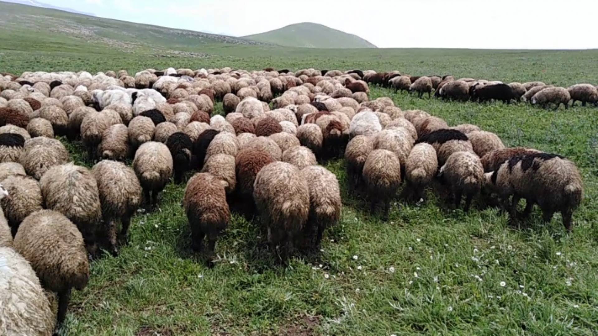 أغنام في جورجيا