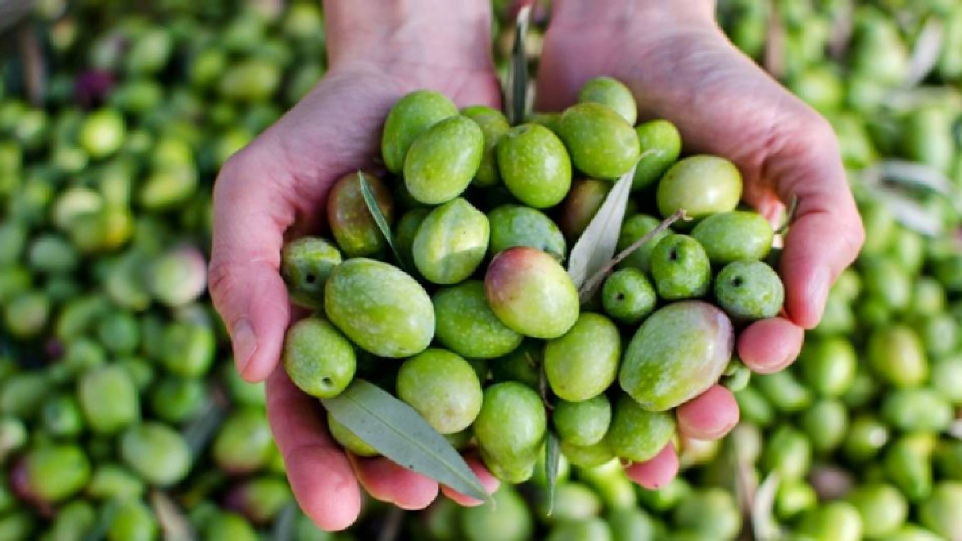 الزيتون - تعبيرية