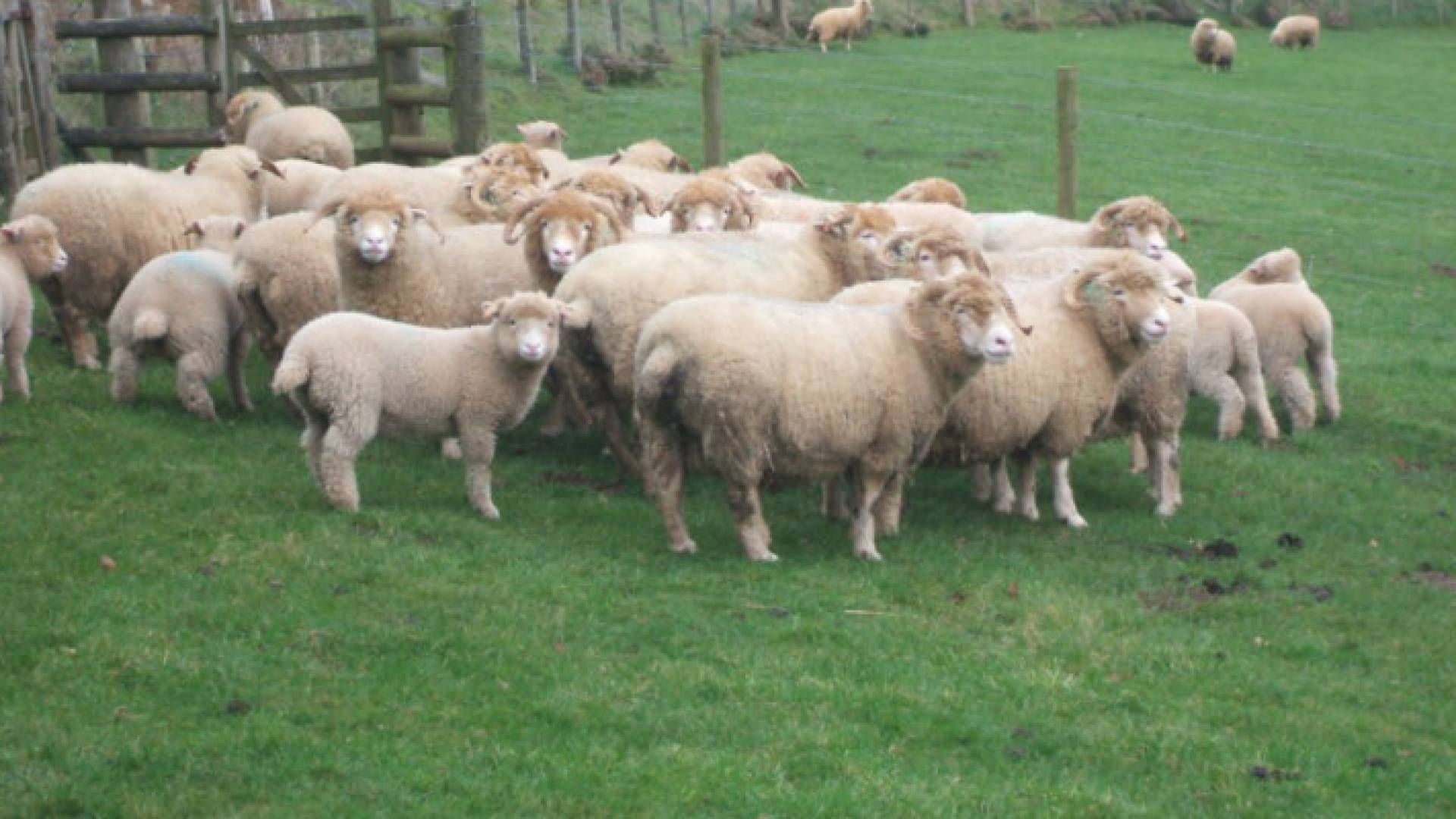 خراف جورجية