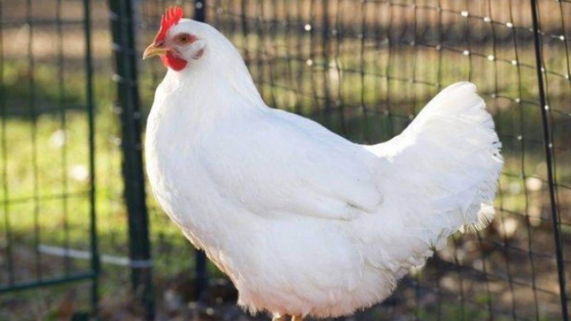 دجاج - تعبيرية