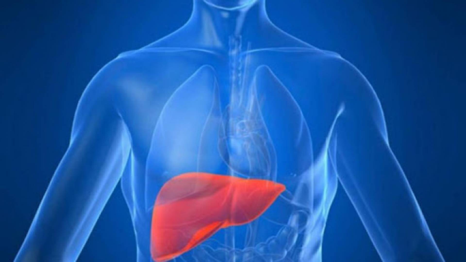 رسم توضيحي لموقع الكبد في جسم الإنسان