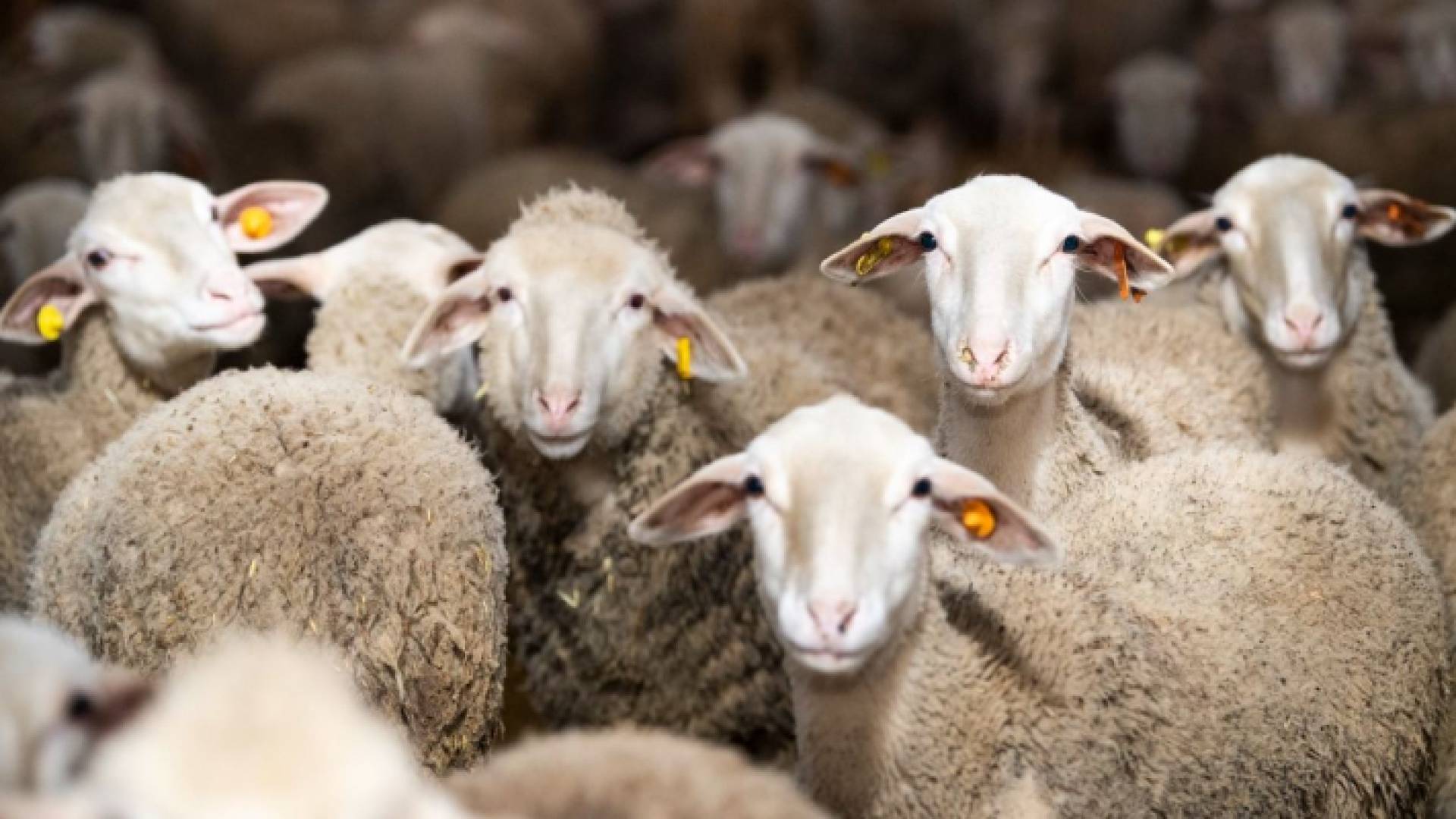 النائب العلاقمة لـ"رؤيا": قرار استيراد الخراف من جورجيا "غير مدروس"