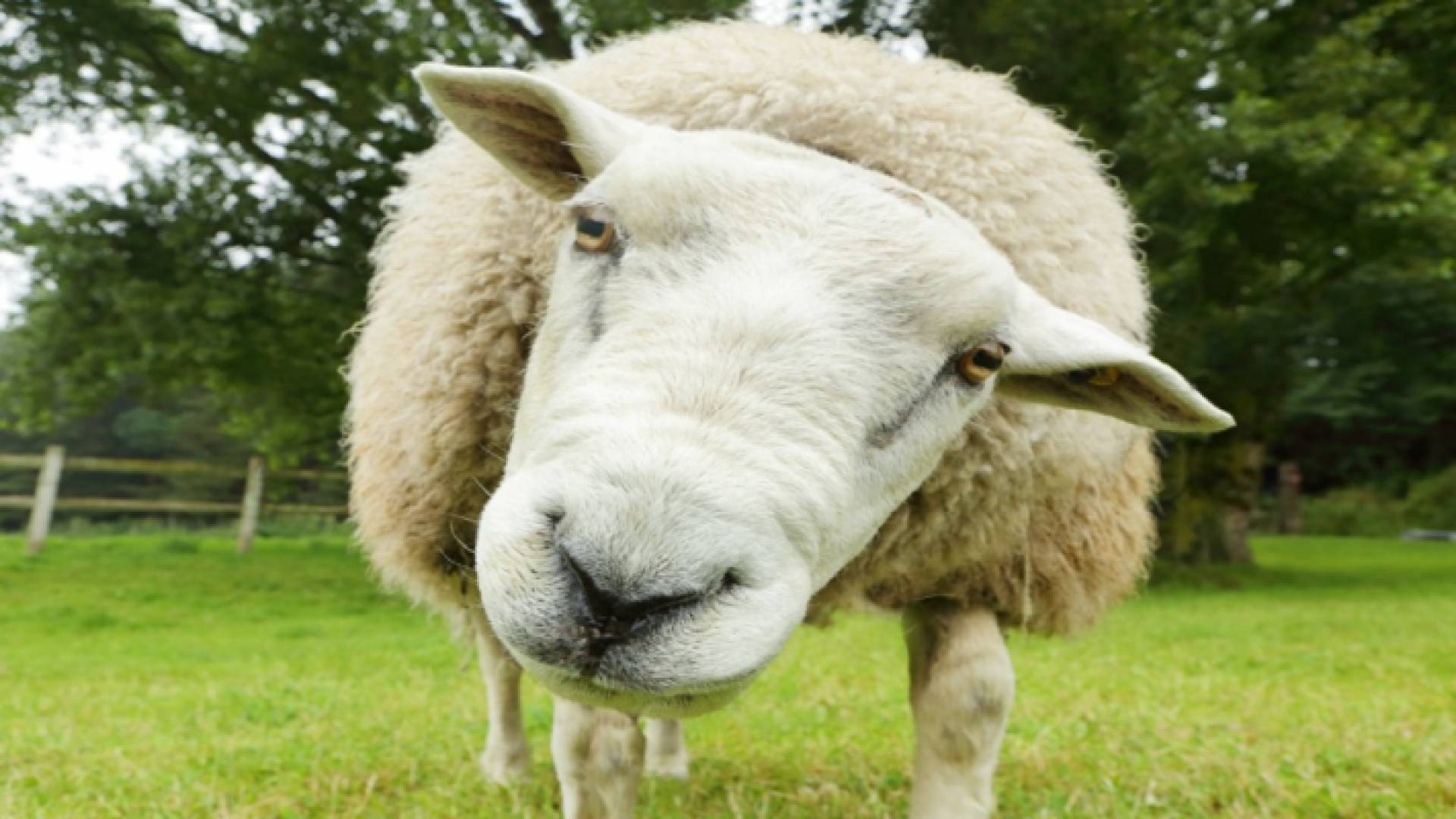 خروف - تعبيرية