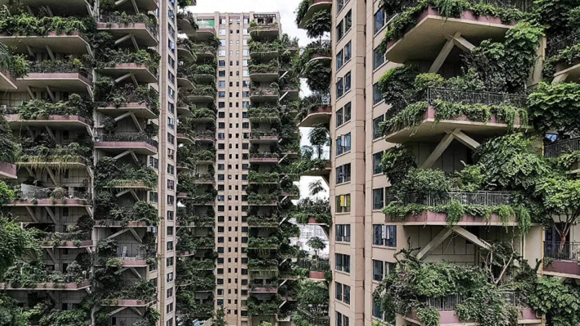 مشروع إسكان «حديقة غابات مدينة تشنغدو»، الصين 3 أغسطس/ آب 2020