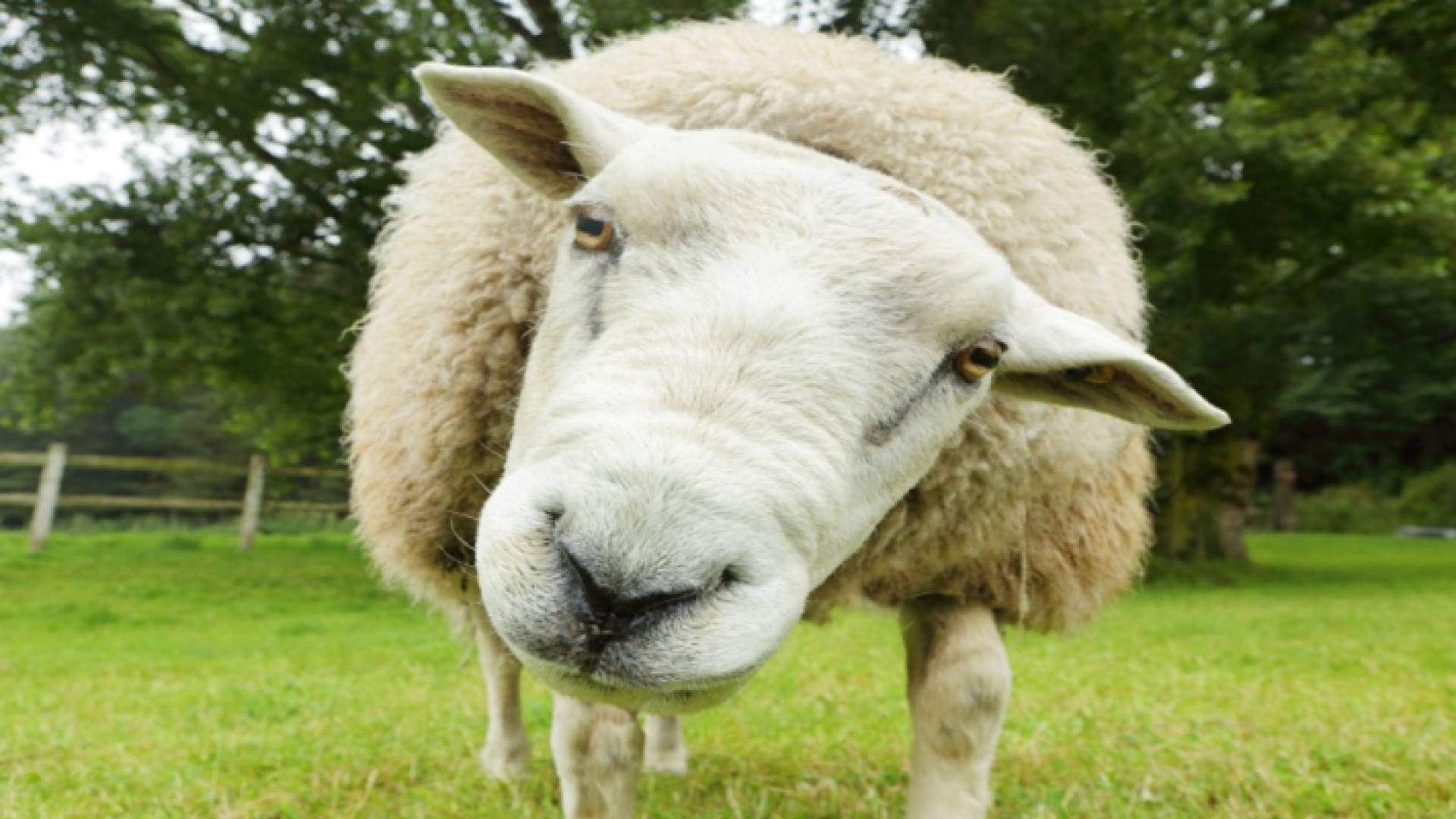 الكواليت لـ"رؤيا": لم يكن هناك داع لاستيراد الخراف الجورجية