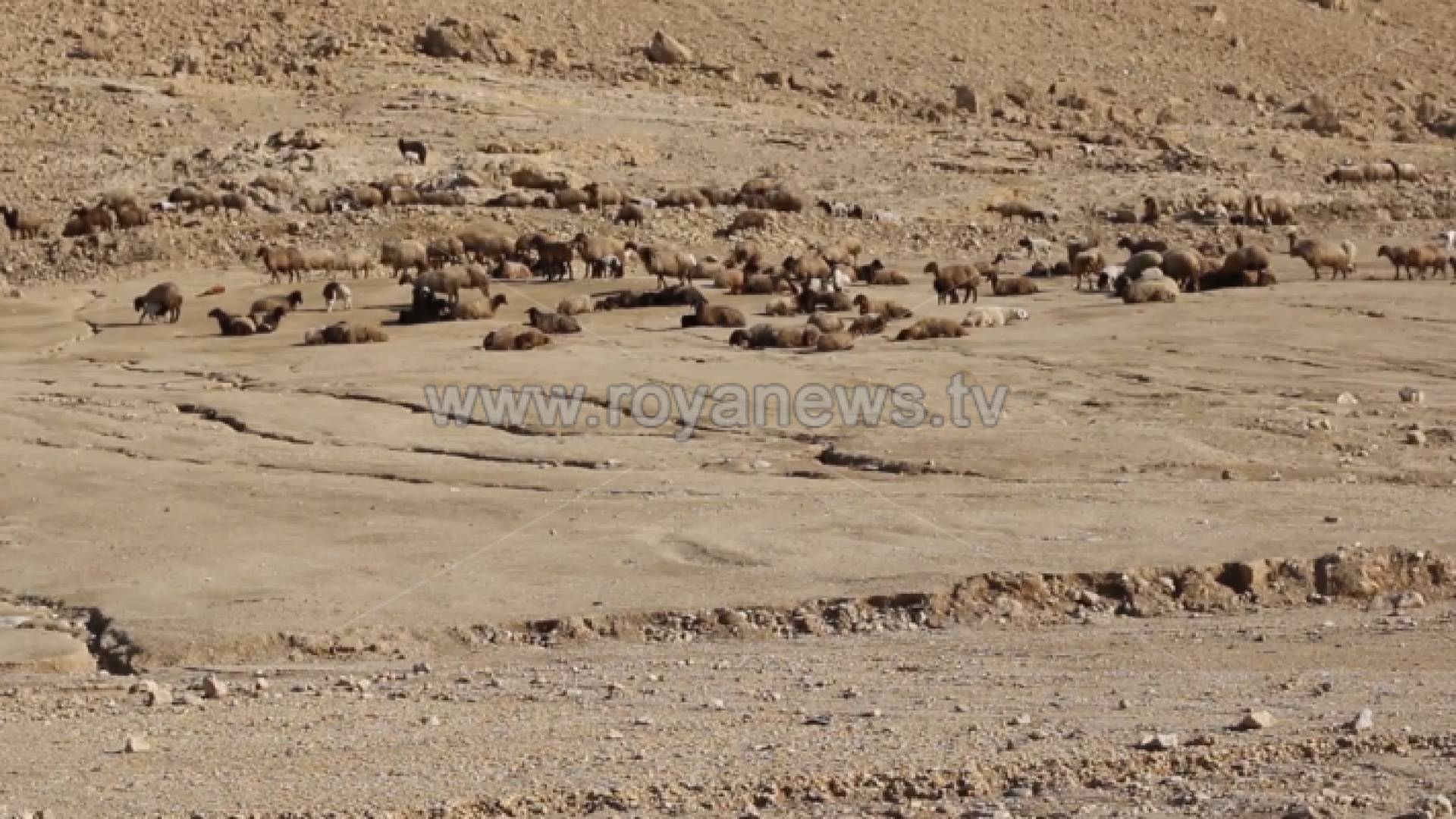 نفوق 70 رأس من الأغنام في الكرامة والجهات الرسمية تتابع