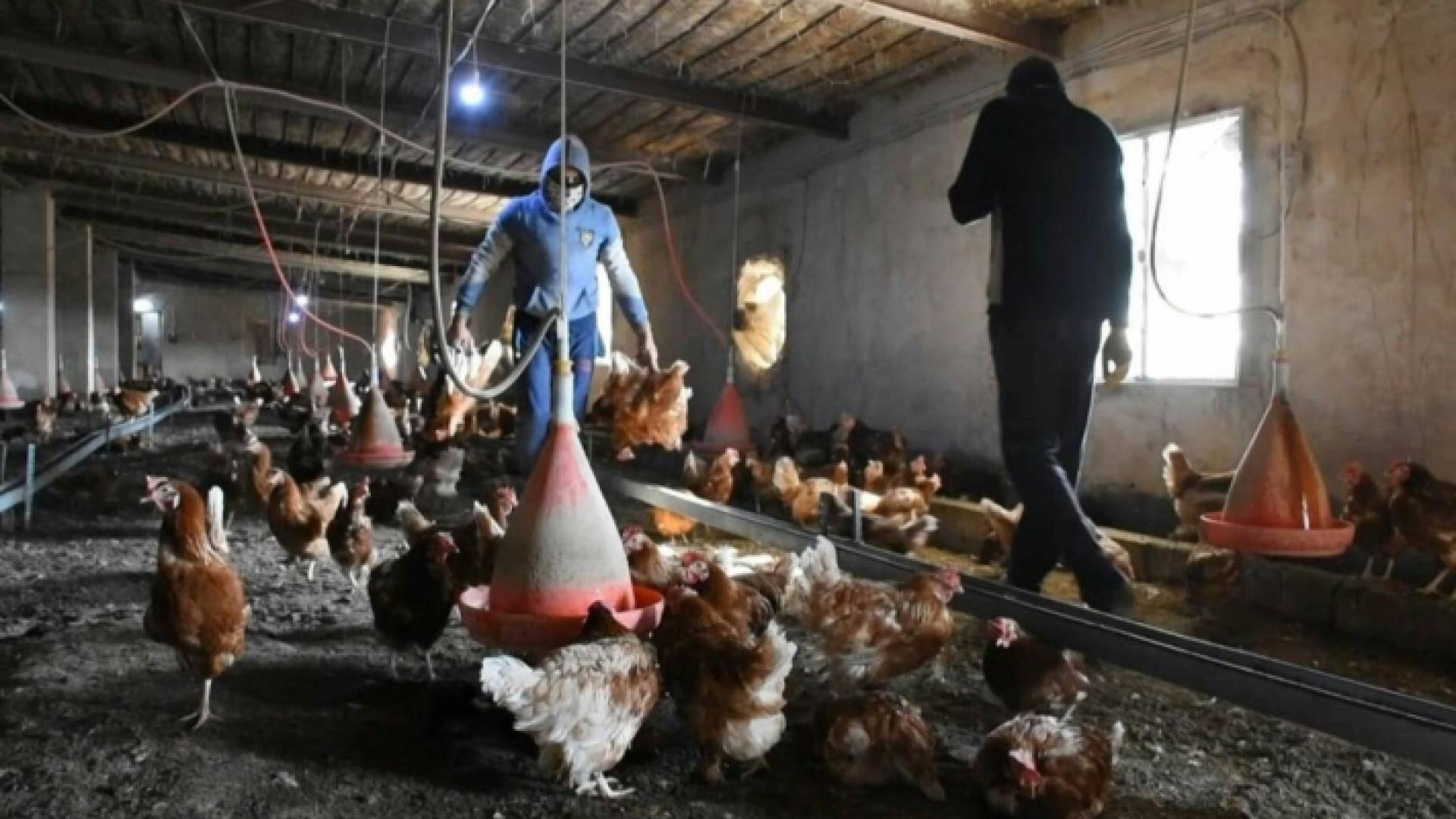 مزرعة دواجن