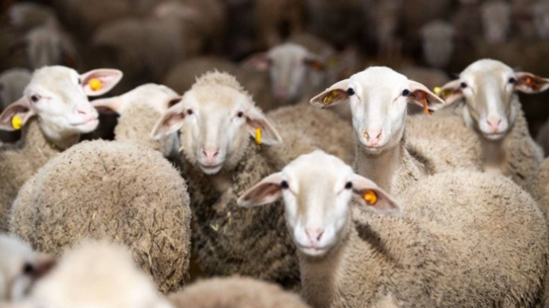 خراف - ارشيفية