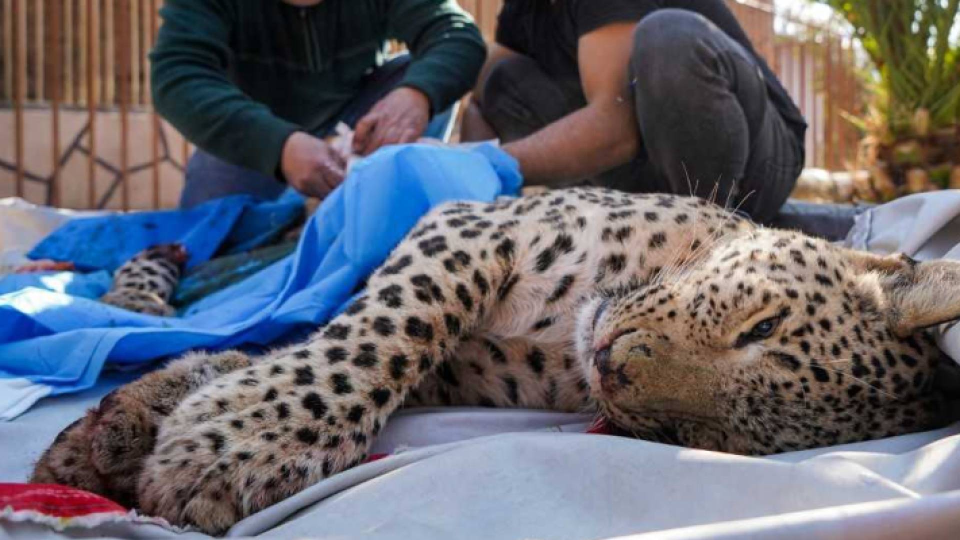 النمر الفارسي