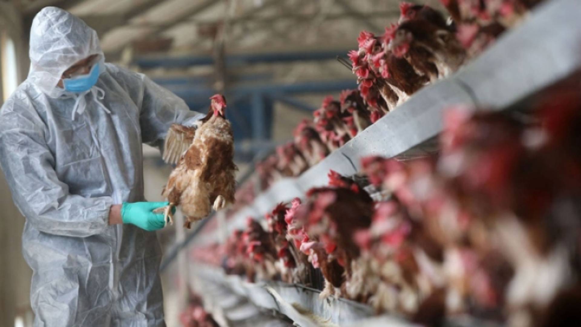 طيور - ارشيفية